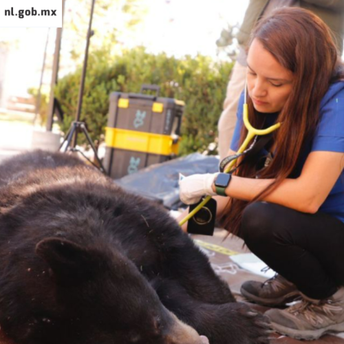 Norma ambiental protege a osos de consumir basura peligrosa