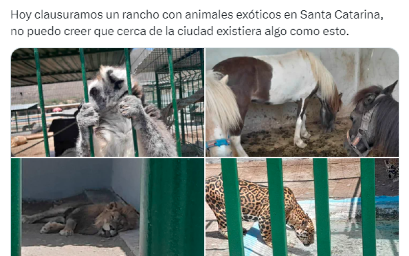 Clausuran Exotic Park en Nuevo León por maltrato animal