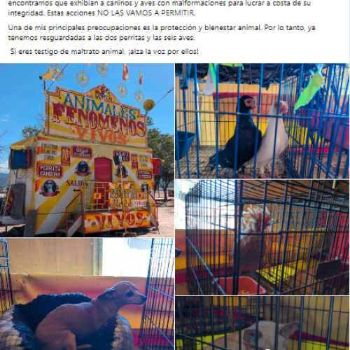 Clausuran feria de malformaciones animales en Sabinas Hidalgo