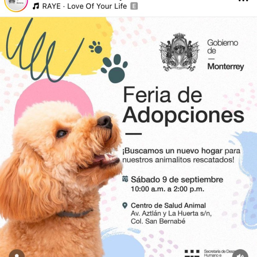 Feria de Adopciones de Mascotas este Sábado en Monterrey