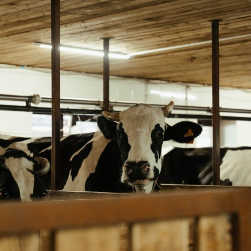 Gobierno de Nuevo León inicia programa de barrido para erradicar Tuberculosis Bovina