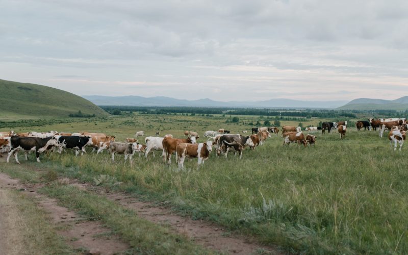 Nuevo León busca blindar el traslado de ganado bovino con medidas estrictas