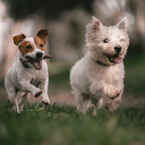Abrirán espacio de convivencia para mascotas en Parque Fundidora
