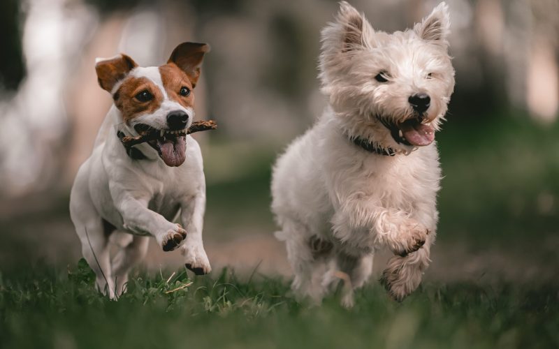 Abrirán espacio de convivencia para mascotas en Parque Fundidora
