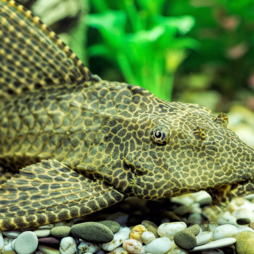 Lanzan llamado urgente para monitorear la presencia del pez diablo en cuerpos de agua de Nuevo León