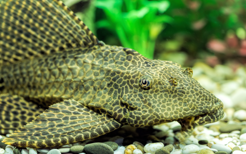 Lanzan llamado urgente para monitorear la presencia del pez diablo en cuerpos de agua de Nuevo León