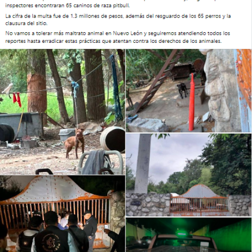 Rescatan a 65 perros de criadero clandestino en Nuevo León