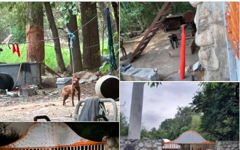 Rescatan a 65 perros de criadero clandestino en Nuevo León